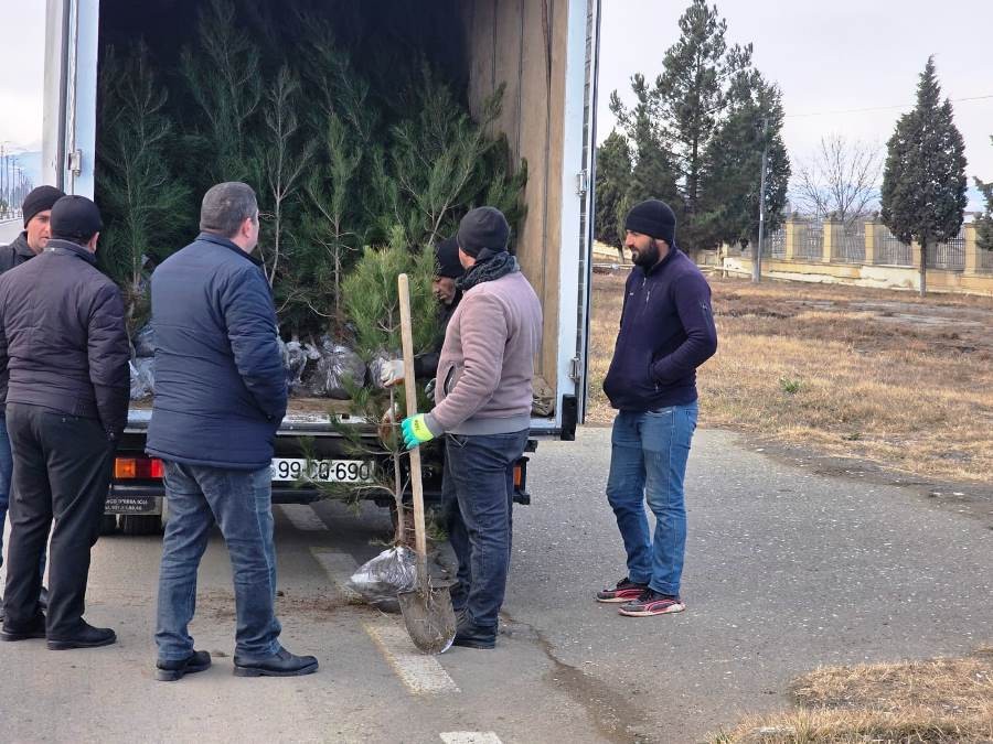 Goranboyda ağacəkmə aksiyası keçirildi - FOTOLAR